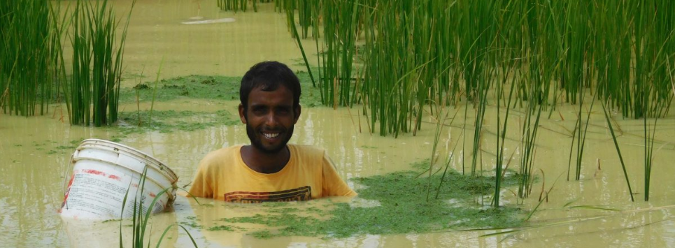 Youth drive revival of traditional rice varieties in West Bengal