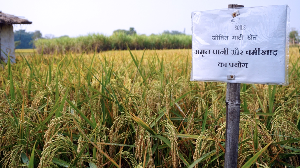 How a Remote Bihar Village Ushered in an Organic Farming Revolution in ...