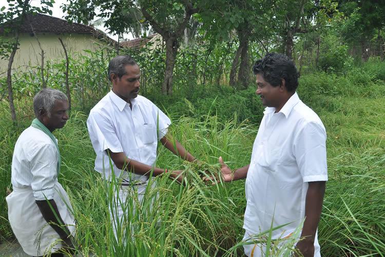 Reviving indigenous seeds: A silent revolution in India's rice growing  states - Vikalp Sangam