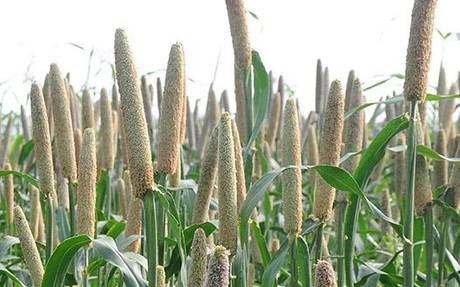 PLANTS & GARDENING :: PLANTS :: CEREALS :: MILLET image - Visual Dictionary  Online