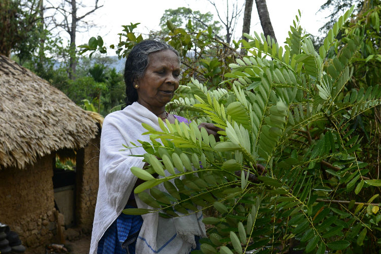 Grandmother of the jungle: This Kerala tribal woman can prepare 500 medicines from memory