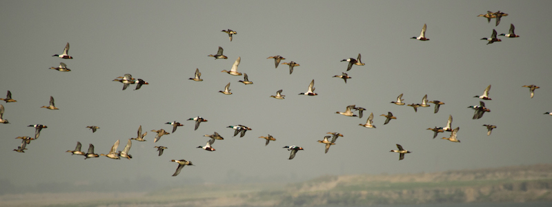 ‘Nature’s Grandchildren’
