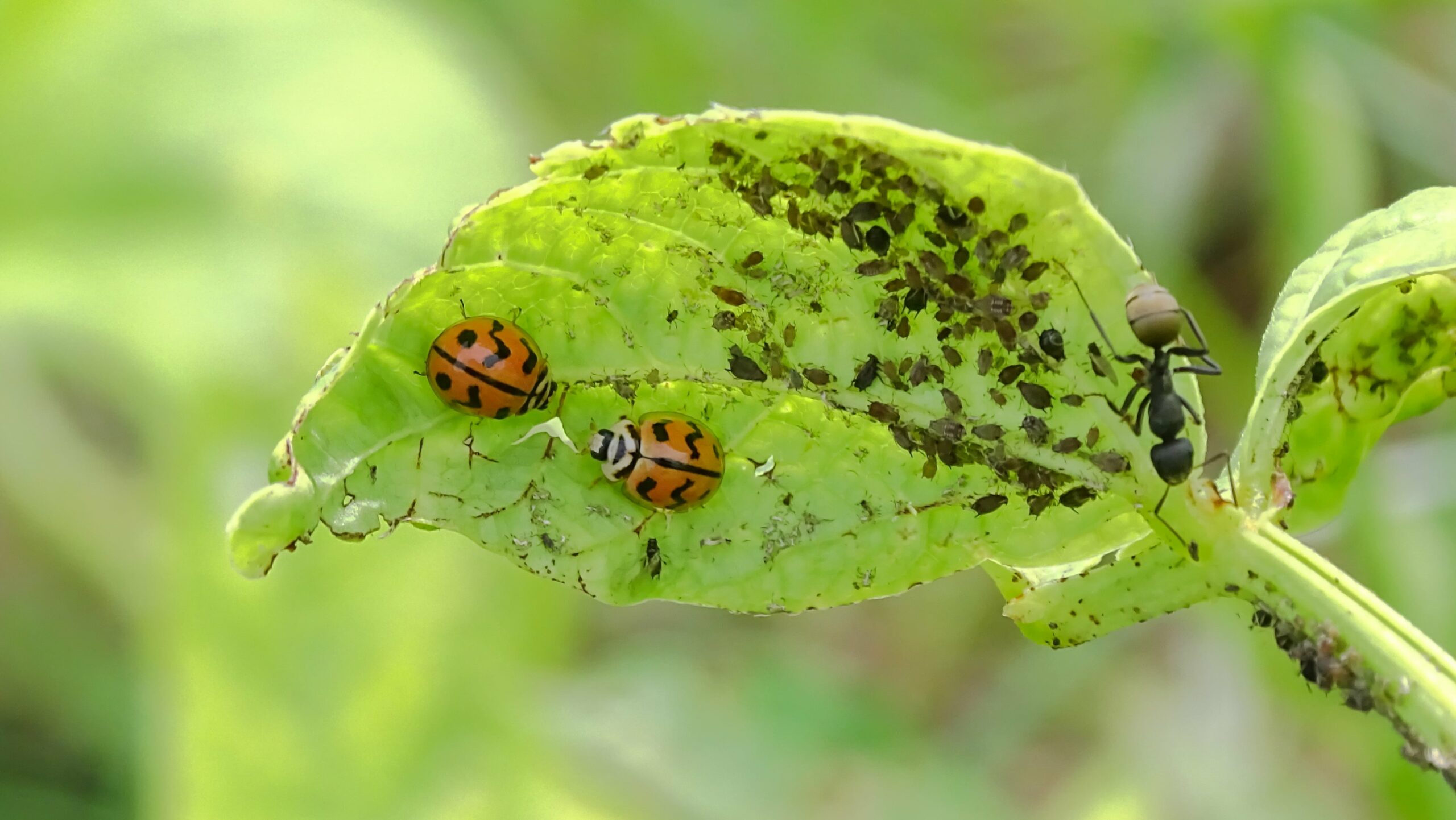 The Ecosystem of Learning