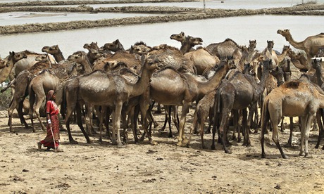 460px x 276px - Gujarati women excel as breeders of camels and buffaloes - Vikalp Sangam