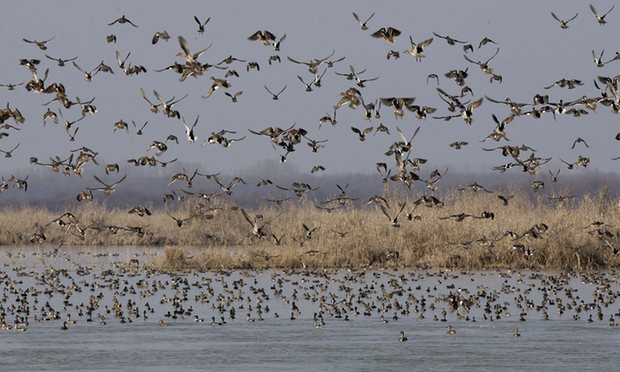 The miracle of Kolkata’s wetlands – and one man’s struggle to save them ...