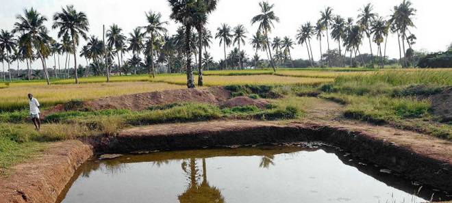 Premium Photo  Trees using rice straw to cover the sludge to reduce water  evaporation