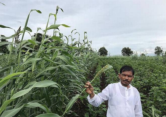 Korra  Sugar Cane Fields 4ever