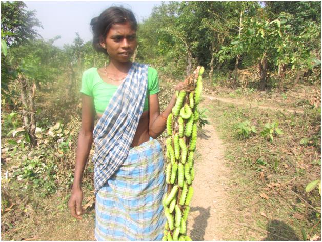 Improving Income through Tassar cultivation