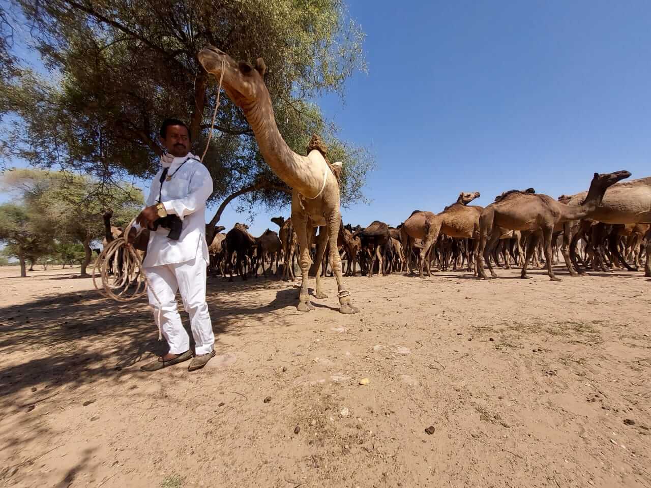 Reviving the Thar Desert's Camel Culture - Vikalp Sangam