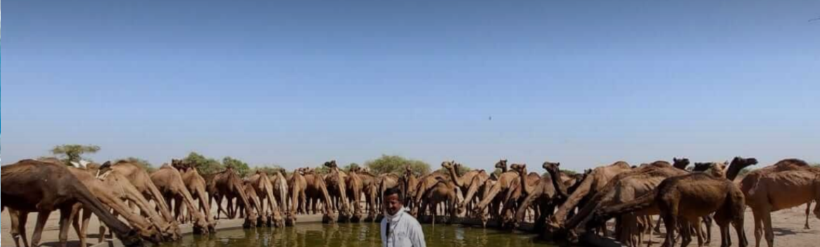 Reviving the Thar Desert's Camel Culture - Vikalp Sangam