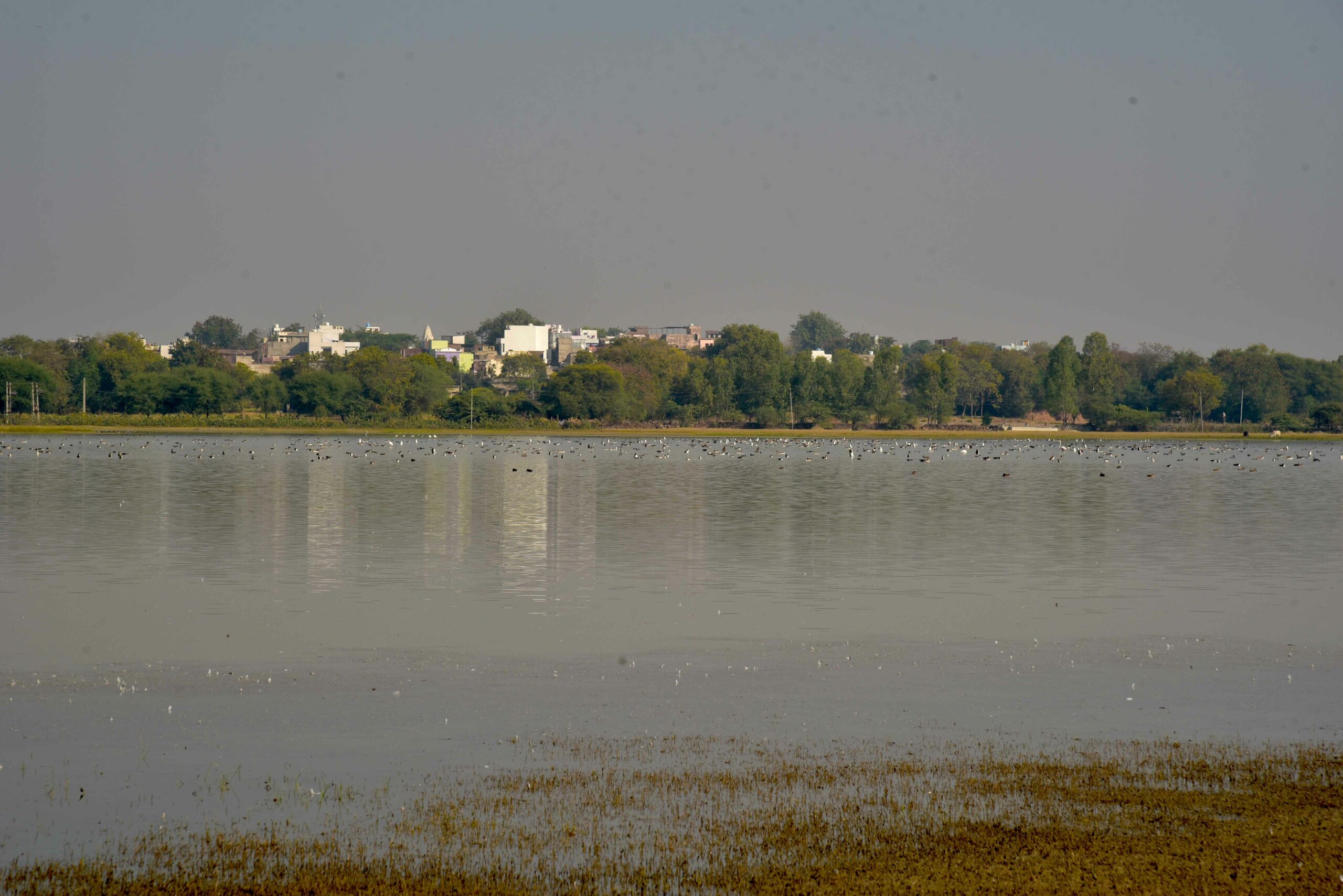 पक्षियों का गांव है मेनार (IN HINDI)