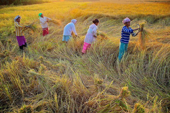 Sowing Revolution