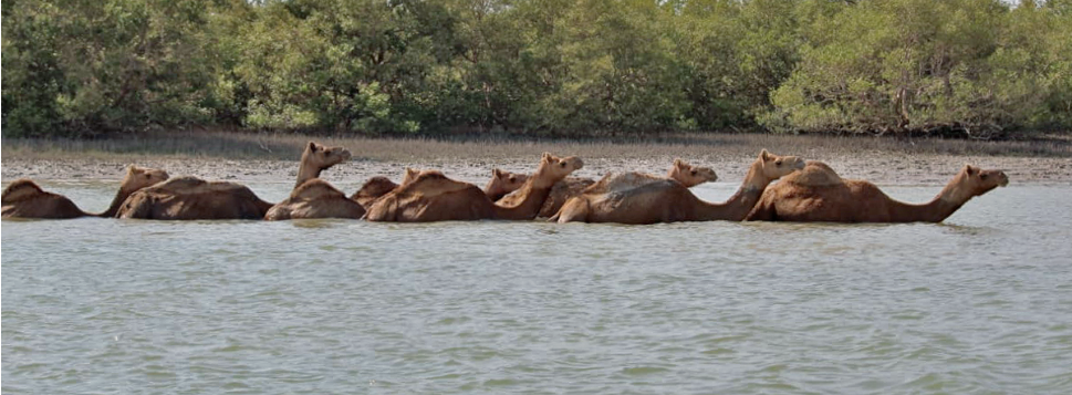 Fate of Wild Water Buffaloes now depends on 13-year-old surviving adult  female Asha - The Economic Times