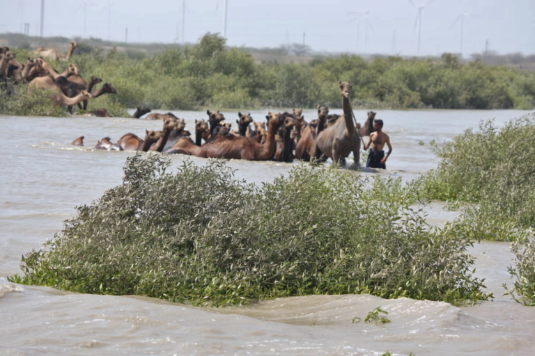 Swimming camels, mangrove islands of Kachchh face mounting challenges