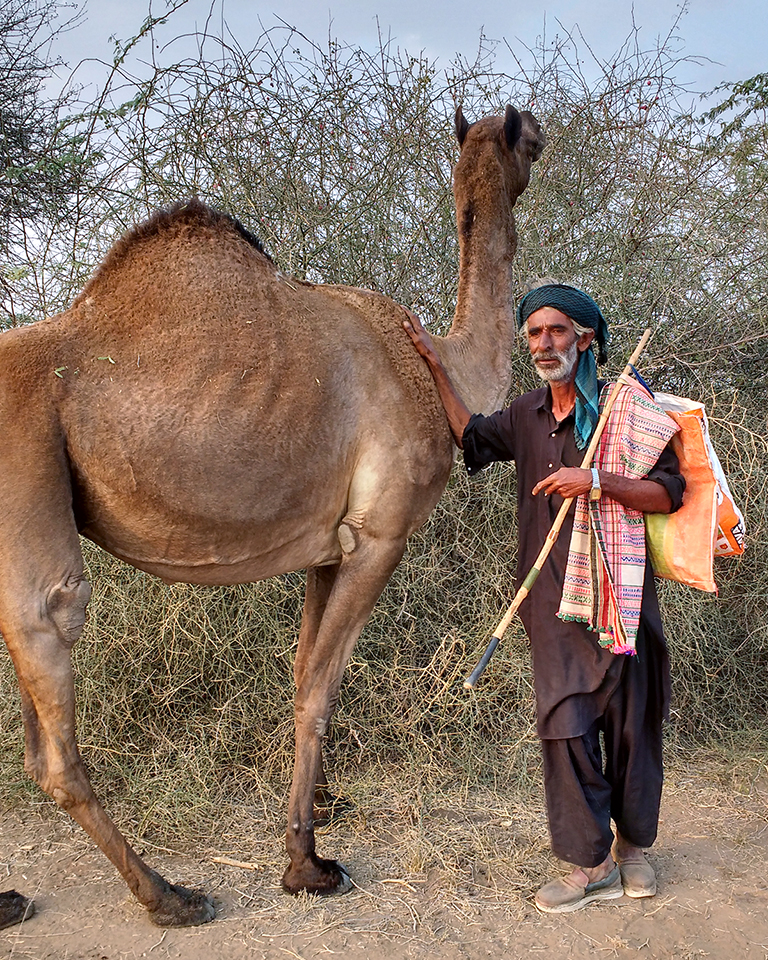 Swimming camels, mangrove islands of Kachchh face mounting challenges