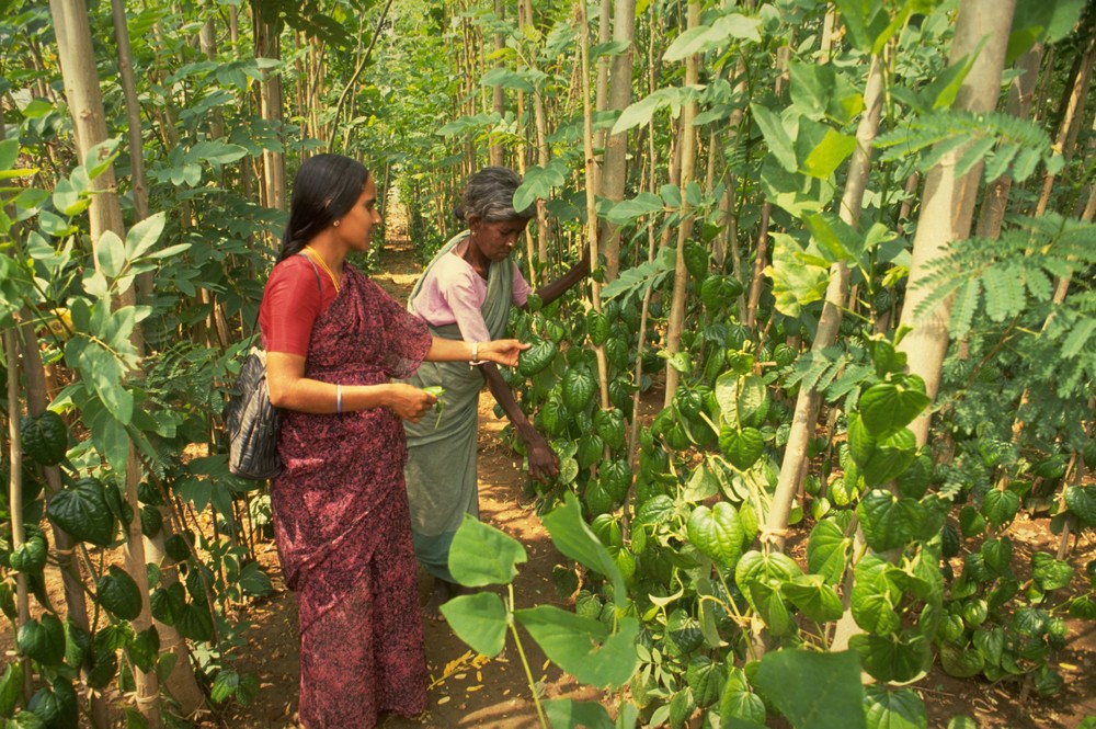 A Grade Tamil Nadu Green English Cucumber, Loose