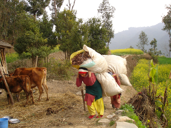 A woman collects leaf litter in sacks from the forest. IFRI