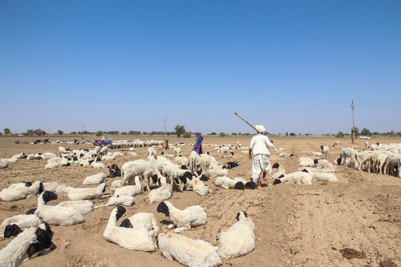 Counting sheep as grasslands shrink in Gujarat - Vikalp Sangam