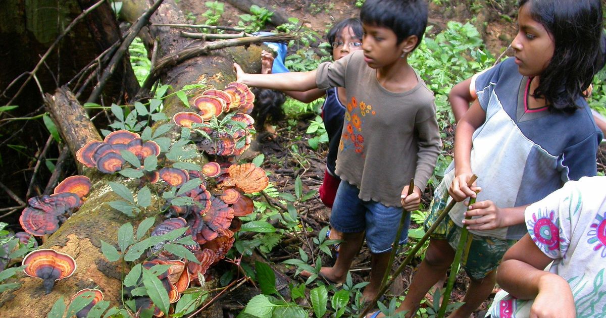 An ancient rainforest in Kerala teaches us what we’re losing out on in our lonely cities of concrete