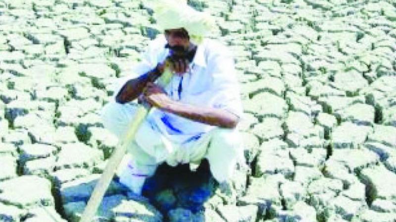 Indigenous seeds can end farmer suicides