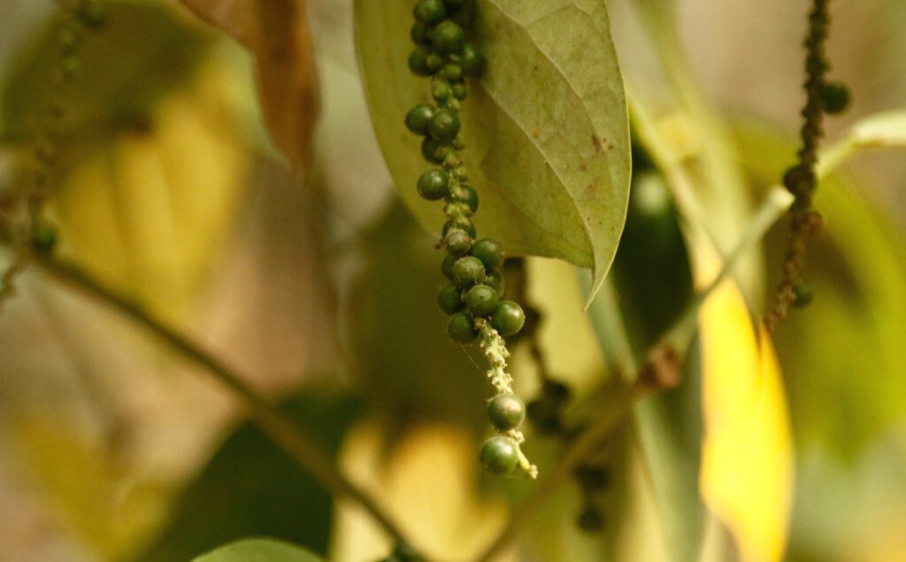 As the fish from the Myntdu died, communities shifted their livelihoods to areca nut and pepper cultivation.