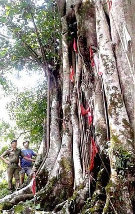 Sikkim Adivasi Sex Video - Sikkim allows people to forge fraternal ties with trees - Vikalp Sangam